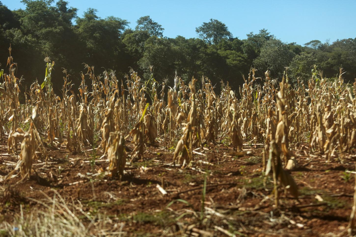 SECA ATINGE REGIÕES DE IRECÊ E DEIXA PRODUTORES EM SITUAÇÃO CRÍTICA
