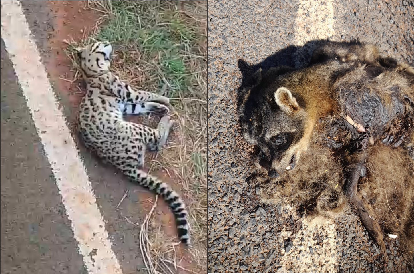 Secretaria de Meio Ambiente de Lapão registra BO após morte de animais silvestres