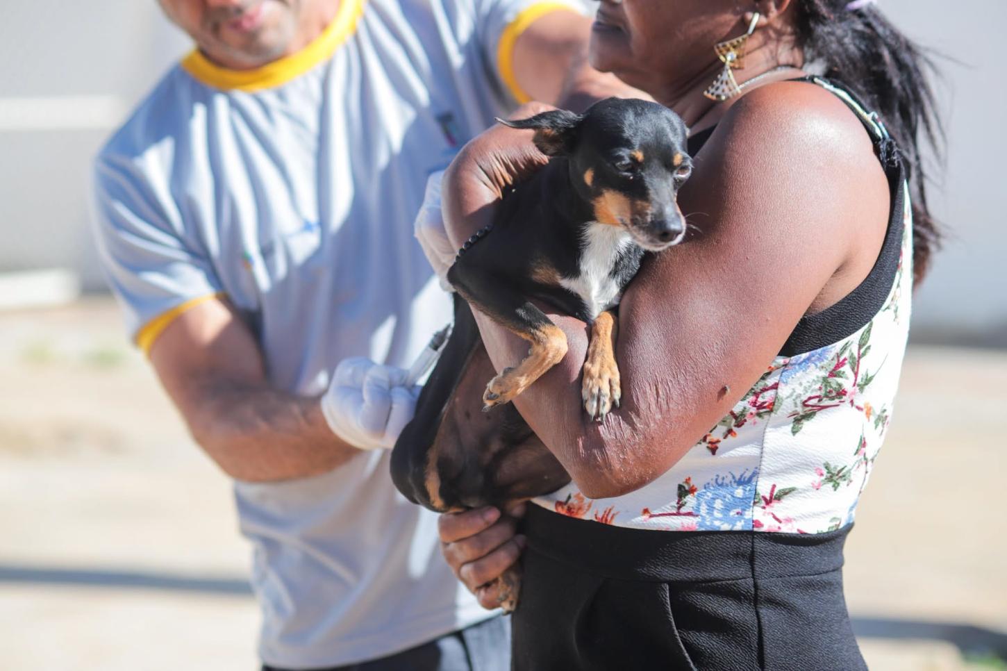 Lapão realiza vacinação noturna para cães e gatos nesta quarta-feira