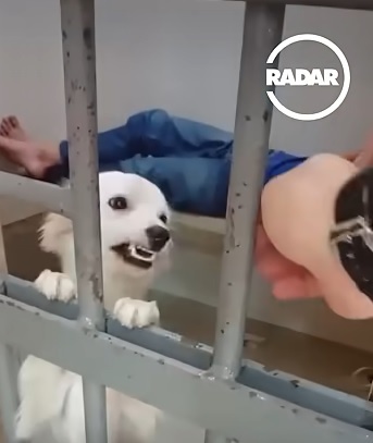Bahia: Cadela vai para delegacia após tutor ser preso por tentativa de roubo