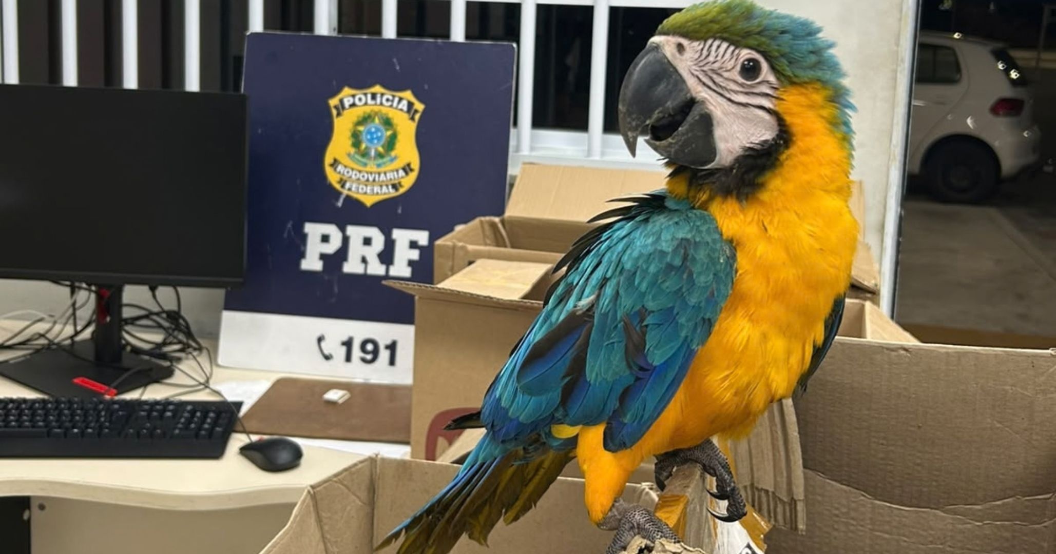 PRF apreende 37 aves silvestres mantidas em transporte ilegal na Bahia