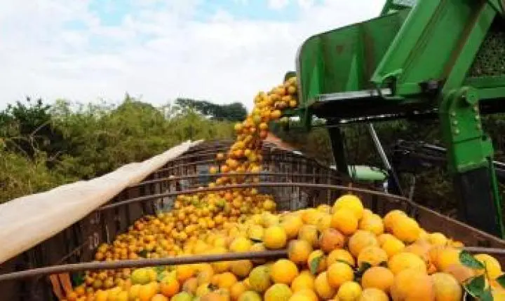 Bahia articula expansão da citricultura com foco em agroindústria e novos mercados