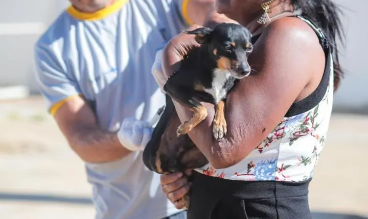 Lapão realiza vacinação noturna para cães e gatos nesta quarta-feira