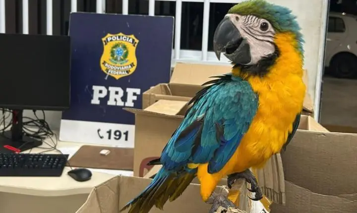 PRF apreende 37 aves silvestres mantidas em transporte ilegal na Bahia