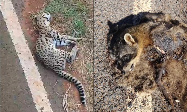Secretaria de Meio Ambiente de Lapão registra BO após morte de animais silvestres